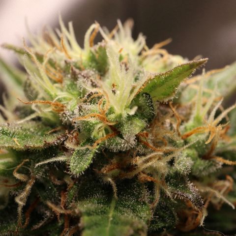 Hindu Kush growlog timeline photo