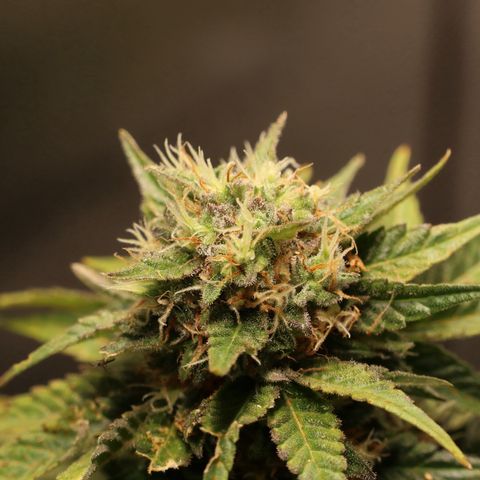 Hindu Kush growlog timeline photo
