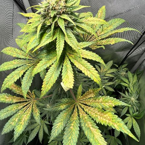 Hindu Kush growlog timeline photo