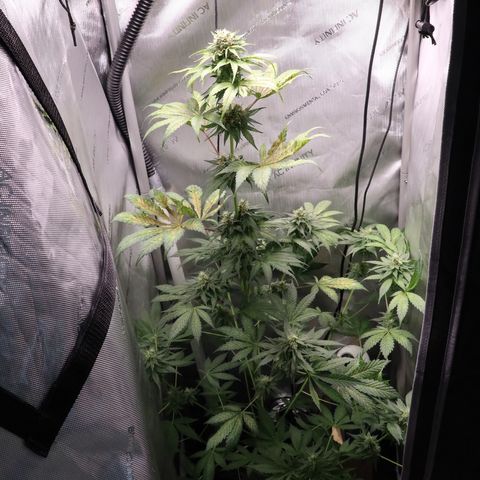 Hindu Kush growlog timeline photo