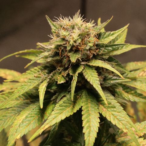 Hindu Kush growlog timeline photo