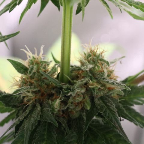 Hindu Kush growlog timeline photo
