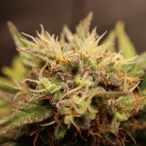 Hindu Kush growlog timeline photo