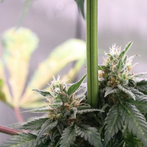 Hindu Kush growlog timeline photo