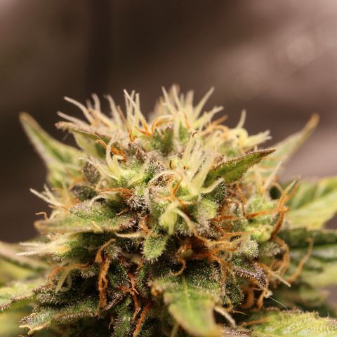 Hindu Kush growlog timeline photo