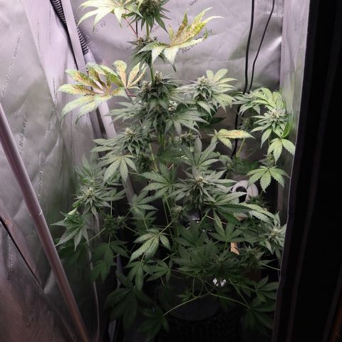 Hindu Kush growlog timeline photo