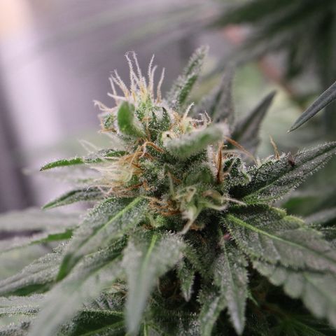 Hindu Kush growlog timeline photo
