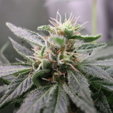 Hindu Kush growlog timeline photo