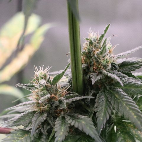 Hindu Kush growlog timeline photo