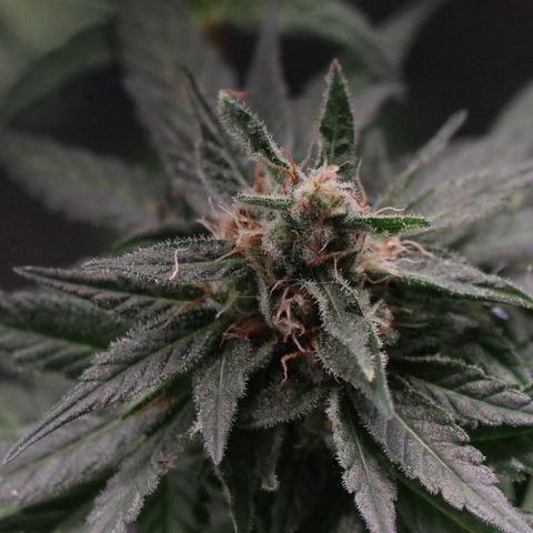 Hindu Kush growlog timeline photo