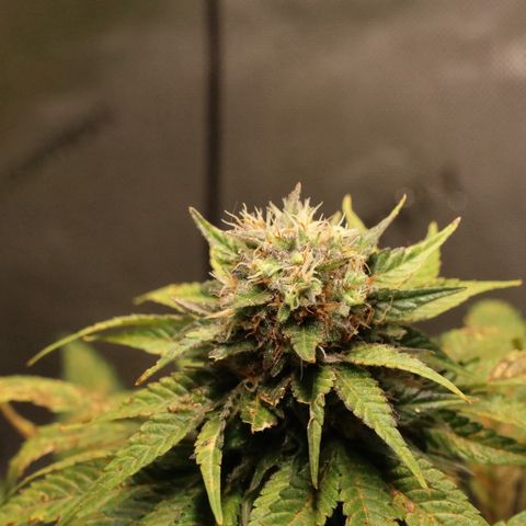 Hindu Kush growlog timeline photo