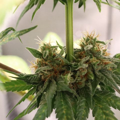 Hindu Kush growlog timeline photo