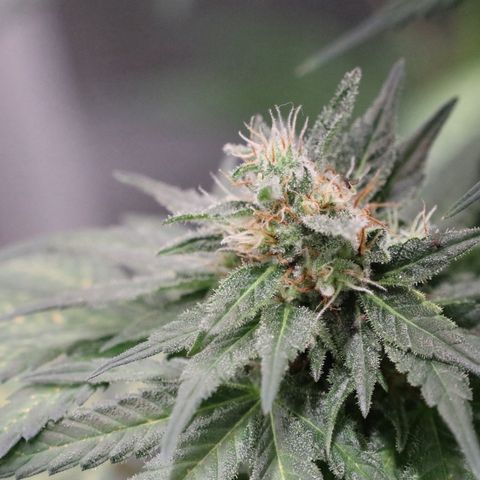 Hindu Kush growlog timeline photo