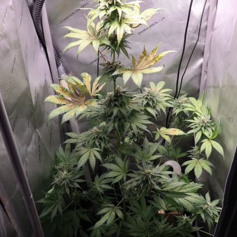 Hindu Kush growlog timeline photo