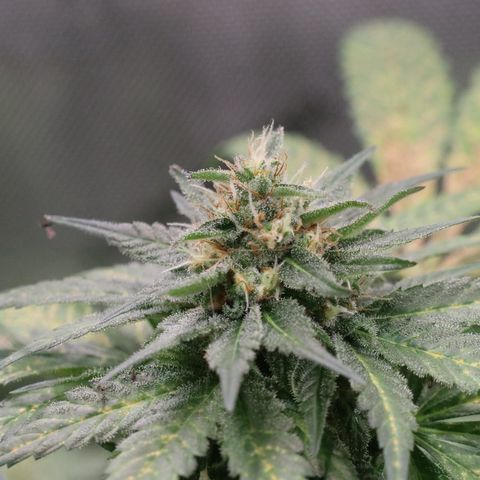 Hindu Kush growlog timeline photo