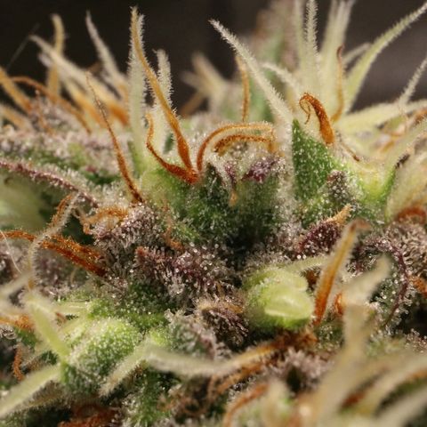 Hindu Kush growlog timeline photo