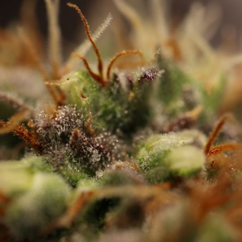 Hindu Kush growlog timeline photo
