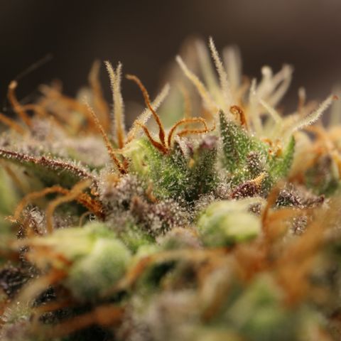 Hindu Kush growlog timeline photo
