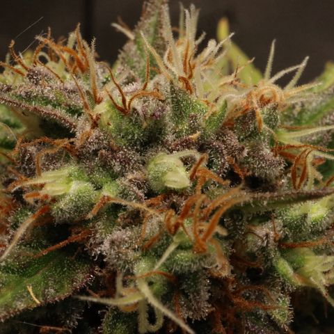Hindu Kush growlog timeline photo