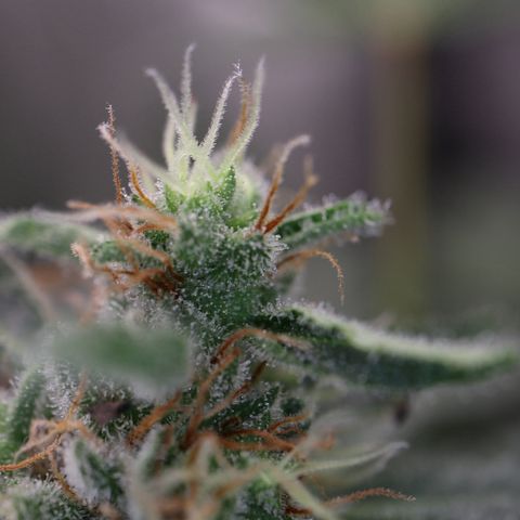 Hindu Kush growlog timeline photo