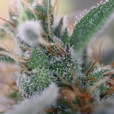Hindu Kush growlog timeline photo