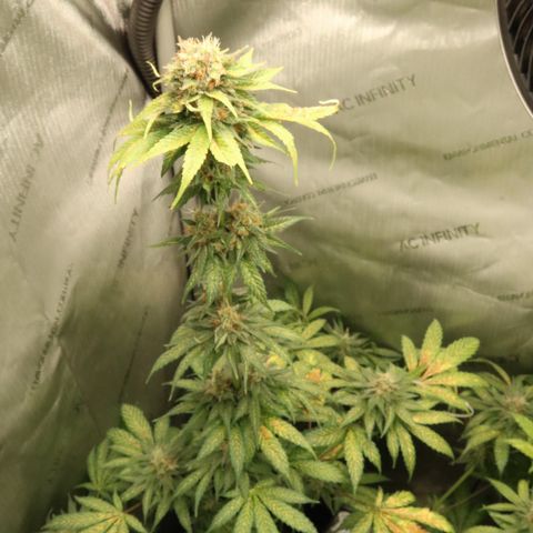 Hindu Kush growlog timeline photo