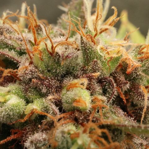 Hindu Kush growlog timeline photo