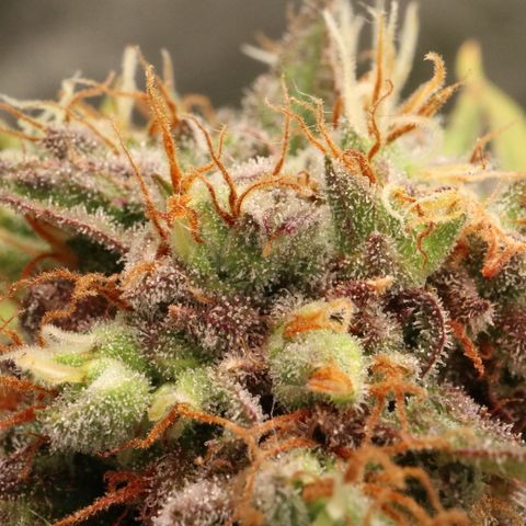 Hindu Kush growlog timeline photo