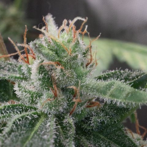 Hindu Kush growlog timeline photo