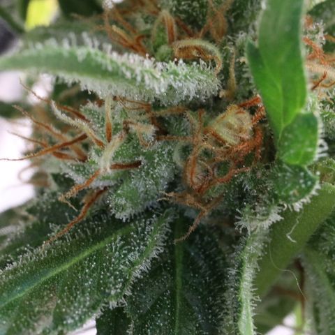 Hindu Kush growlog timeline photo