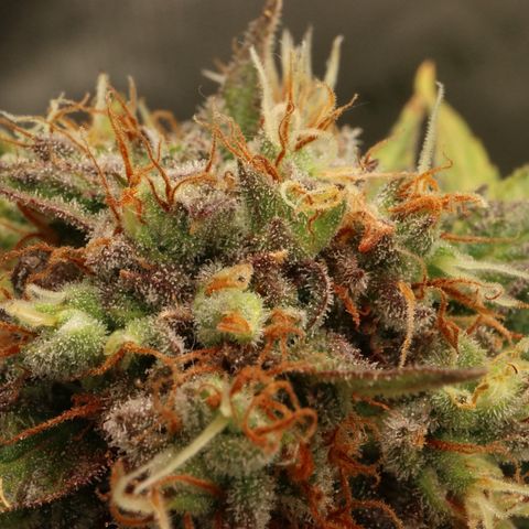 Hindu Kush growlog timeline photo
