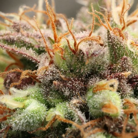 Hindu Kush growlog timeline photo
