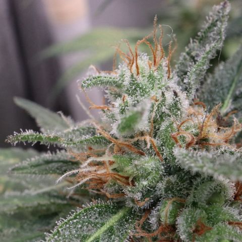 Hindu Kush growlog timeline photo