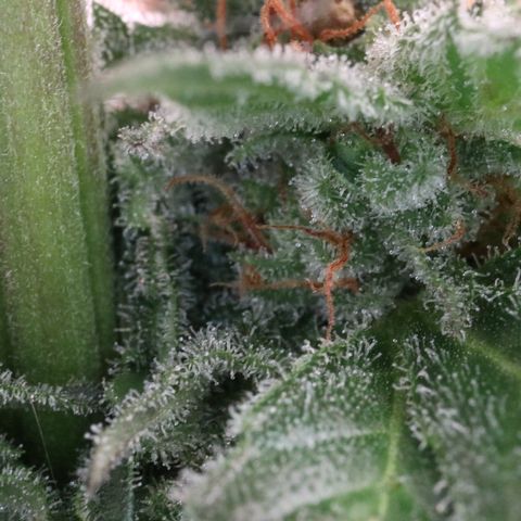 Hindu Kush growlog timeline photo