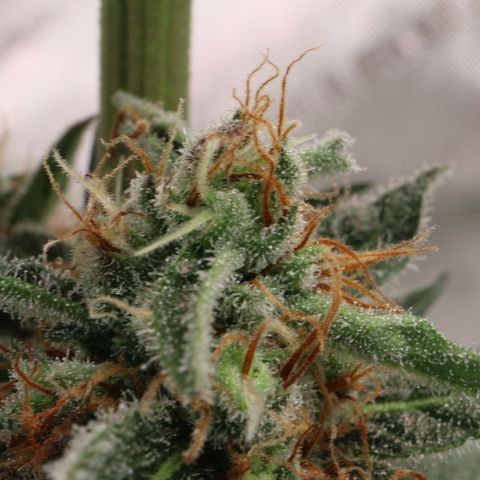 Hindu Kush growlog timeline photo