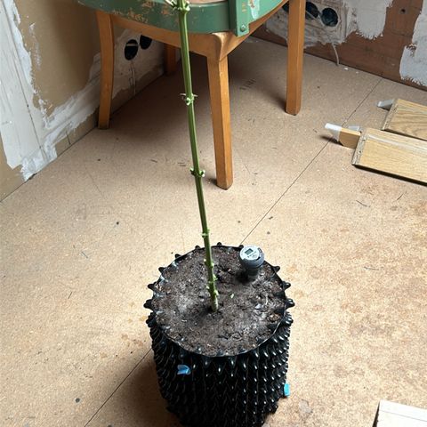 Hindu Kush growlog timeline photo