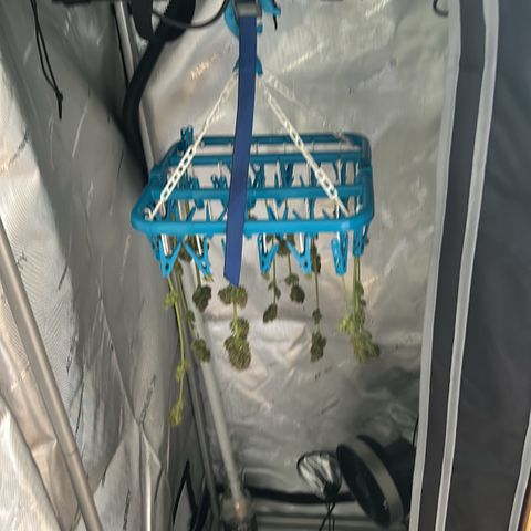 Hindu Kush growlog timeline photo