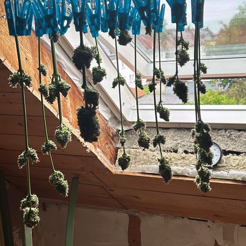 Hindu Kush growlog timeline photo