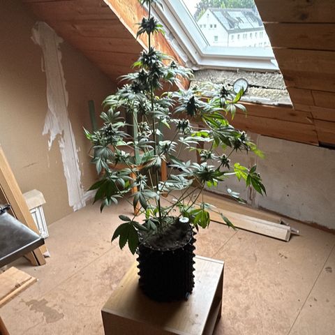 Hindu Kush growlog timeline photo