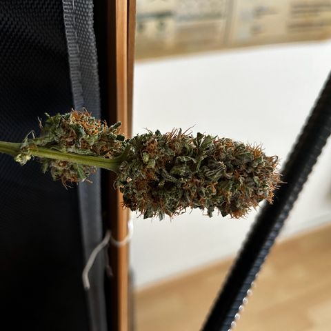 Hindu Kush growlog timeline photo