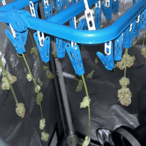 Hindu Kush growlog timeline photo