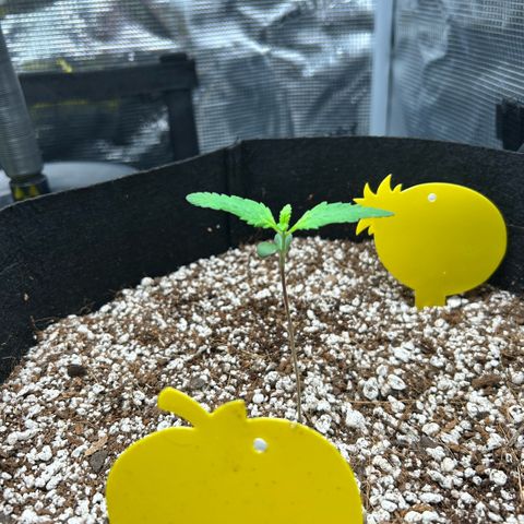 Rf3’s growlog timeline photo