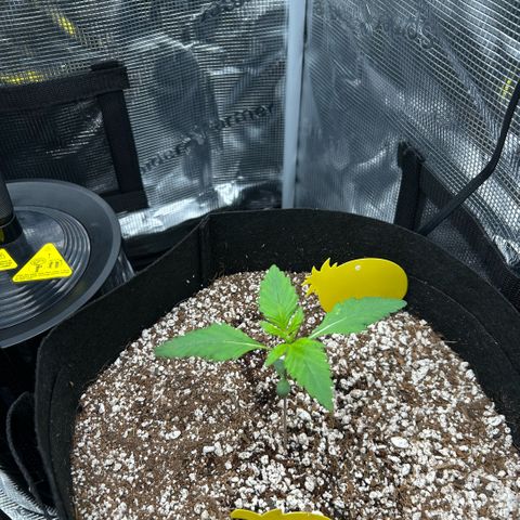 Rf3’s growlog timeline photo