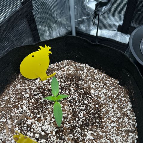 Rf3’s growlog timeline photo