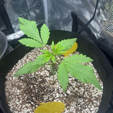 Rf3’s growlog timeline photo