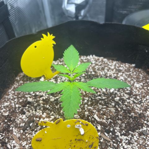 Rf3’s growlog timeline photo