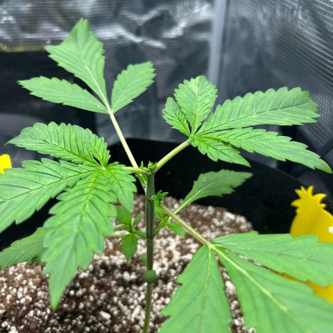 Rf3’s growlog timeline photo