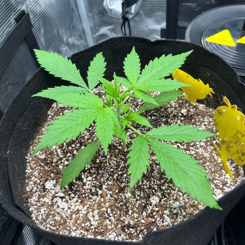 Rf3’s growlog timeline photo