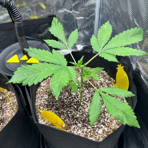 Rf3’s growlog timeline photo