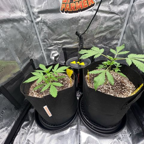Rf3’s growlog timeline photo